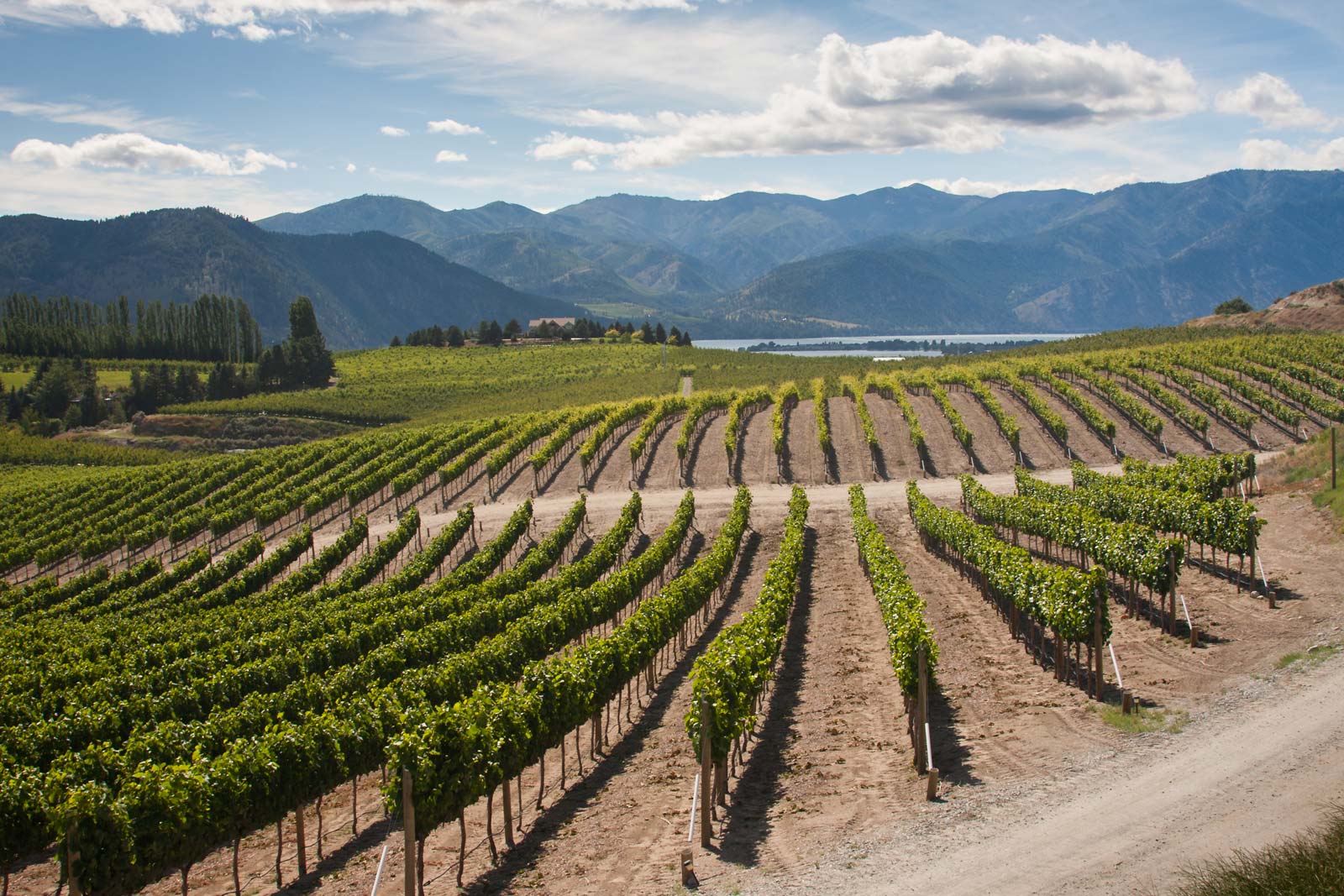 Washington State wines